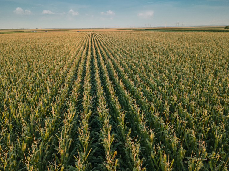 Estiagem aumenta área seca e causa prejuízos ao agronegócio no Paraná